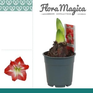 Hippeastrum Exotic Striped 2 Knop - Ø12cm - ↕25cm