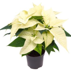 Poinsettia Alaska White - Ø10,5cm - ↕23cm