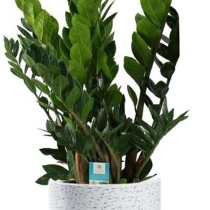 Zamioculcas Zamiifolia - Ø21cm - ↕80cm + Tim Pot D24x22cm - Wit