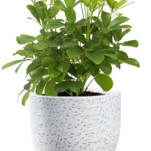 Schefflera Nora - Ø21cm - ↕50cm + Tim Pot D24x22cm - Wit