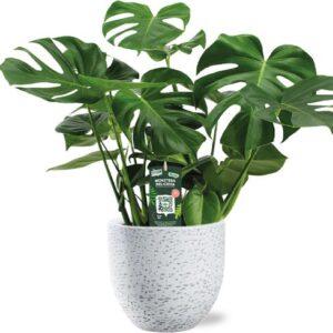 Monstera Deliciosa - Ø21cm - ↕65cm + Tim Pot D24x22cm - Wit