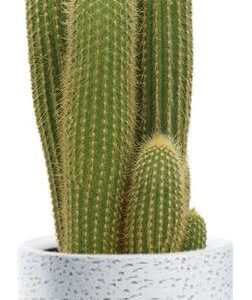 Vatricania Guentheri - Ø21cm - ↕55cm + Tim Pot D24x22cm - Wit