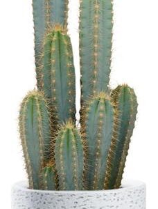 Pilosocereus Azureus - Ø21cm - ↕55cm + Tim Pot D24x22cm - Wit
