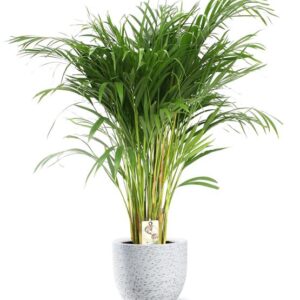Dypsis Lutescens - Ø24cm - ↕120cm + Tim Pot D24x22cm - Wit
