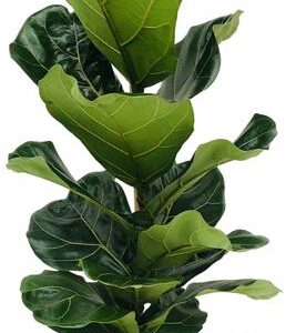 Ficus Lyrata - Ø21cm - ↕100cm + Tim Pot D24x22cm - Wit