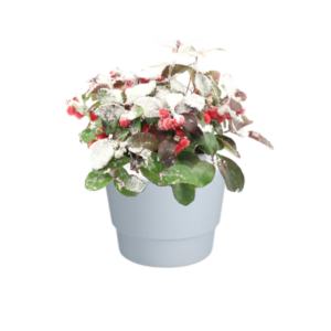 Gaultheria Pr. 'Big Berry' + Snow - Ø10cm - ↕15cm + Pot Basic D11,5x9cm - Wit