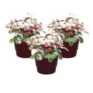 Gaultheria Pr. 'Big Berry' + Snow + Pot Basic Bordeaux - 3 stuks - Ø10cm - ↕15cm