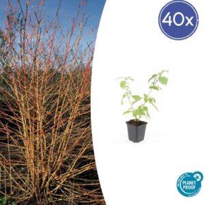 Cornus sang. 'Anny's Winter Orange' - ↕10-25cm - Ø9cm - 40x