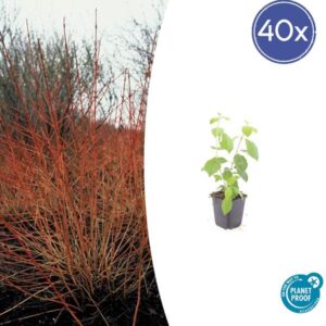 Cornus sang. 'Midwinter Fire' - ↕10-25cm - Ø9cm - 40x
