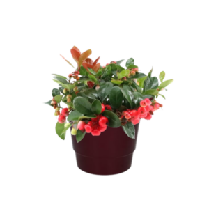 Gaultheria Pr. 'Big Berry' - Ø10cm - ↕15cm + Pot Basic D11,5x9cm - Bordeaux