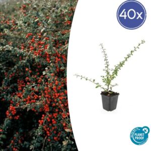 Cotoneaster suec. 'Coral Beauty' - ↕10-25cm - Ø9cm - 40x