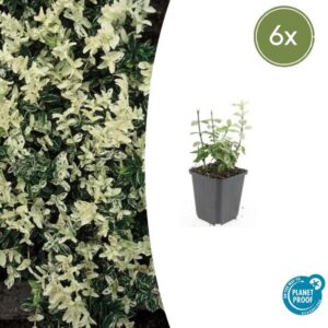 Euonymus fort. 'Harlequin' - ↕10-25cm - Ø9cm - 6x