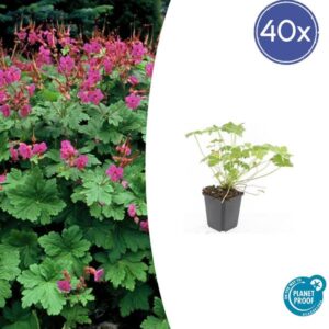 Geranium macr. 'Czakor' - ↕10-25cm - Ø9cm - 40x