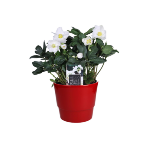 Helleborus Niger 'Christmas Carol Early' XL - Ø17cm - ↕30cm + Pot Basic D18x15cm - Rood