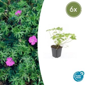 Geranium 'Tiny Monster' - ↕10-25cm - Ø9cm - 6x