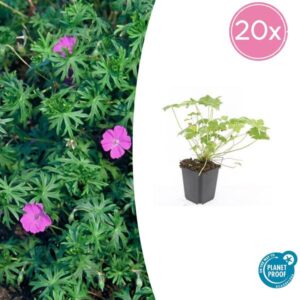 Geranium 'Tiny Monster' - ↕10-25cm - Ø9cm - 20x