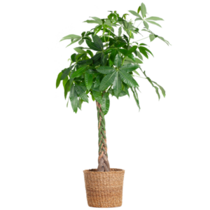 Pachira Aquatica XL met Torun mand - 140cm - Ø24