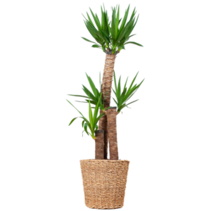 Yucca XL met Torun mand - 125cm - Ø24