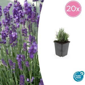 Lavandula ang. 'Dwarf Blue' - ↕10-25cm - Ø9cm - 20x
