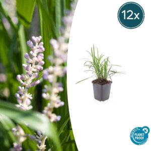 Liriope muscari 'Moneymaker' - ↕10-25cm - Ø9cm - 12x