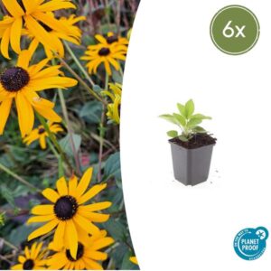 Rudbeckia fulgida 'Goldsturm' - ↕10-25cm - Ø9cm - 6x