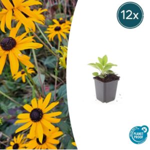 Rudbeckia fulgida 'Goldsturm' - ↕10-25cm - Ø9cm - 12x
