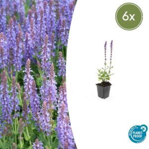 Salvia nem. 'Caradonna' - ↕10-25cm - Ø9cm - 6x