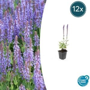 Salvia nem. 'Caradonna' - ↕10-25cm - Ø9cm - 12x