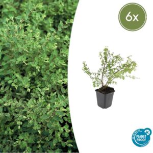 Symphoricarpos ch. 'Hancock' - ↕10-25cm - Ø9cm - 6x