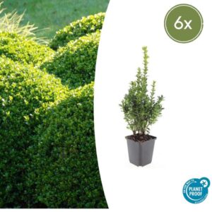 Buxus Sempervirens - ↕10-25cm - Ø9cm - 6x