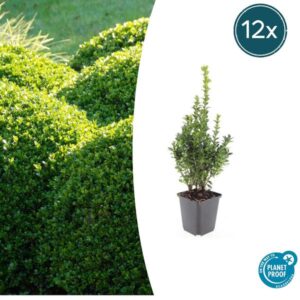 Buxus Sempervirens - ↕10-25cm - Ø9cm - 12x