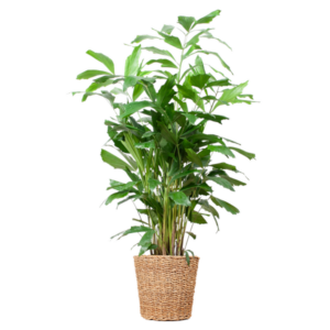 Caryota Mitis XL met mand Torun - 130cm - Ø24