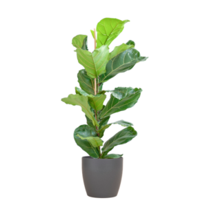 Ficus Lyrata met Potter pot grijs - 80cm - Ø21