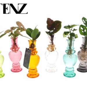 Kamerplanten Mix in Venice Glas - 6 stuks - Ø7cm - ↕20cm