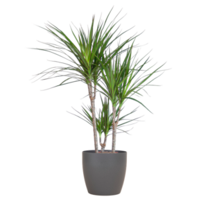 Dracaena Marginata met Potter pot grijs - 95cm - Ø21