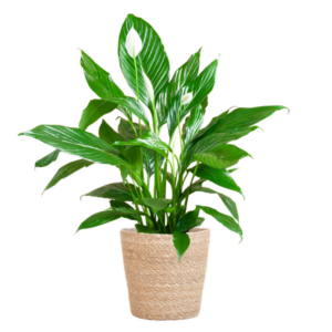 Spathiphyllum met Mand Zeegras naturel - 80cm - Ø21