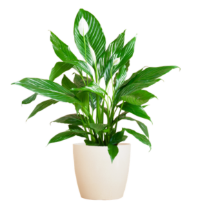 Spathiphyllum met Potter wit - 80cm - Ø21