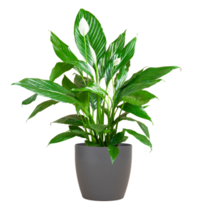 Spathiphyllum met Potter grijs - 80cm - Ø21
