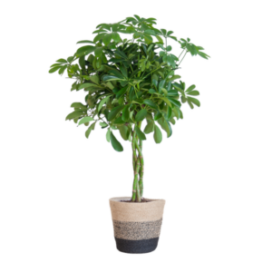 Schefflera Arab Nora met Mand Lissabon zwart - 70cm - Ø21