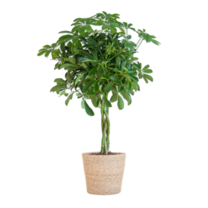 Schefflera Arab Nora met Mand Zeegras naturel - 70cm - Ø21