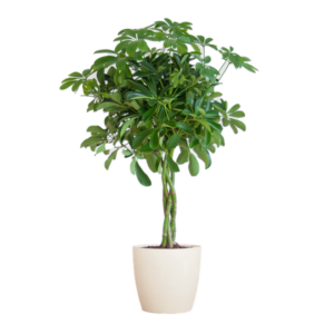 Schefflera Arab Nora met Potter wit - 70cm - Ø21