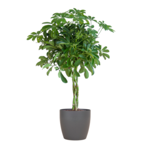 Schefflera Arab Nora met Potter grijs - 70cm - Ø21