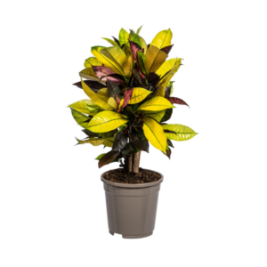 Codiaeum 'Croton' Iceton Ø17cm - ↕40 - 60cm