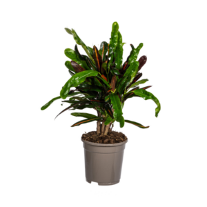 Codiaeum 'Croton' Mamey Ø17cm - ↕40 - 60cm