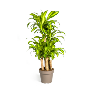 Dracaena Fragrans Massangeana Carrousel Ø30cm - ↕130 - 150cm