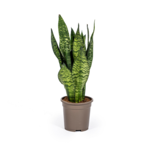 Sansevieria Trifasciata Zeylanica Compacta Ø17cm - ↕55 - 65cm