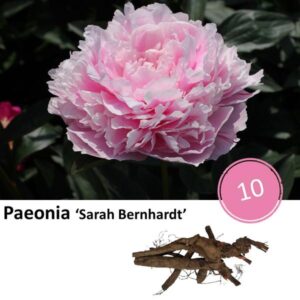 Paeonia ‘Sarah Bernhardt’ - 10x