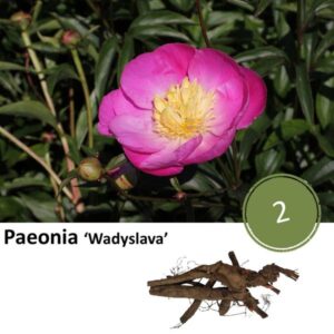 Paeonie 'Wadyslava' - 2x