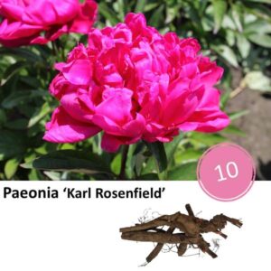 Paeonia 'Karl Rosenfield' - 10x