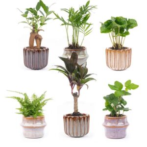 Mini planten set 6 - Inclusief pot set Barcelona